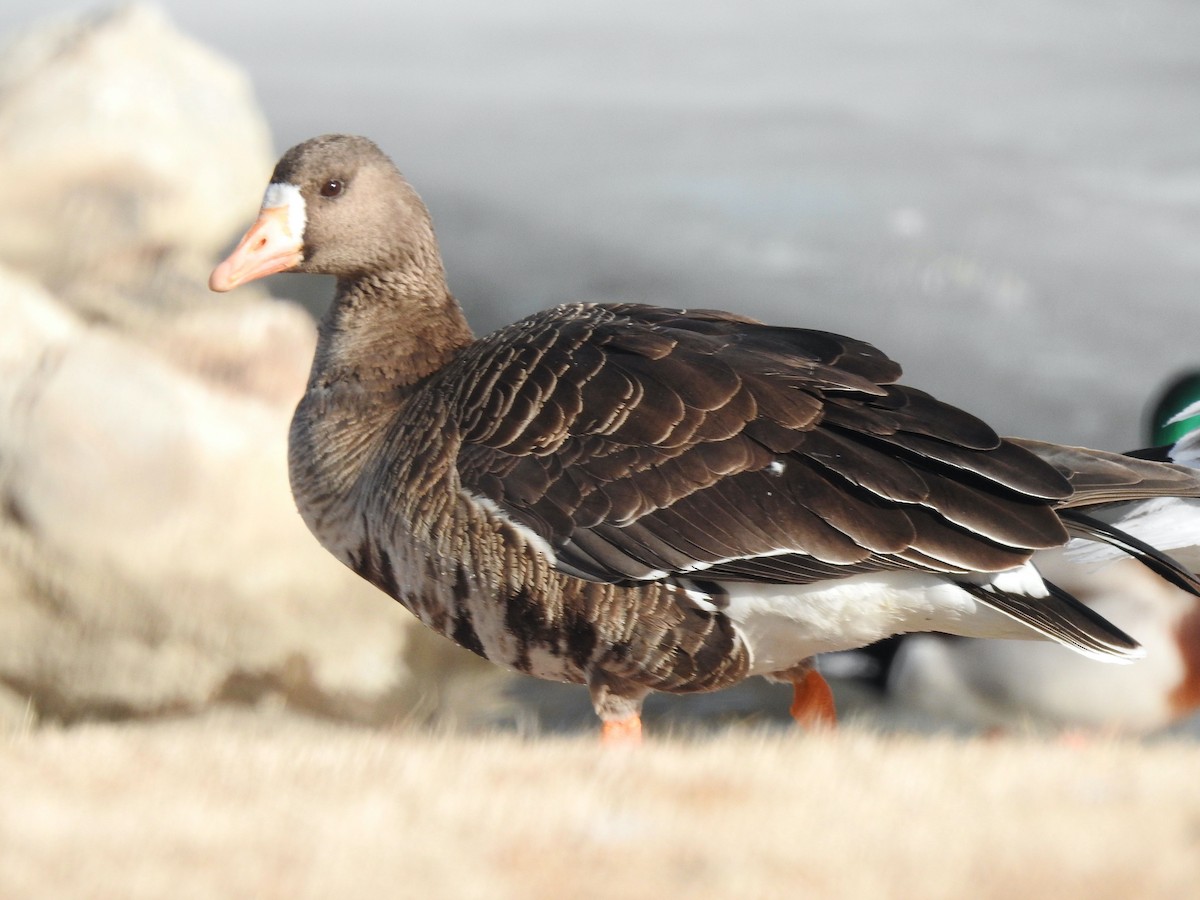 Greater White-fronted Goose - ML420300661