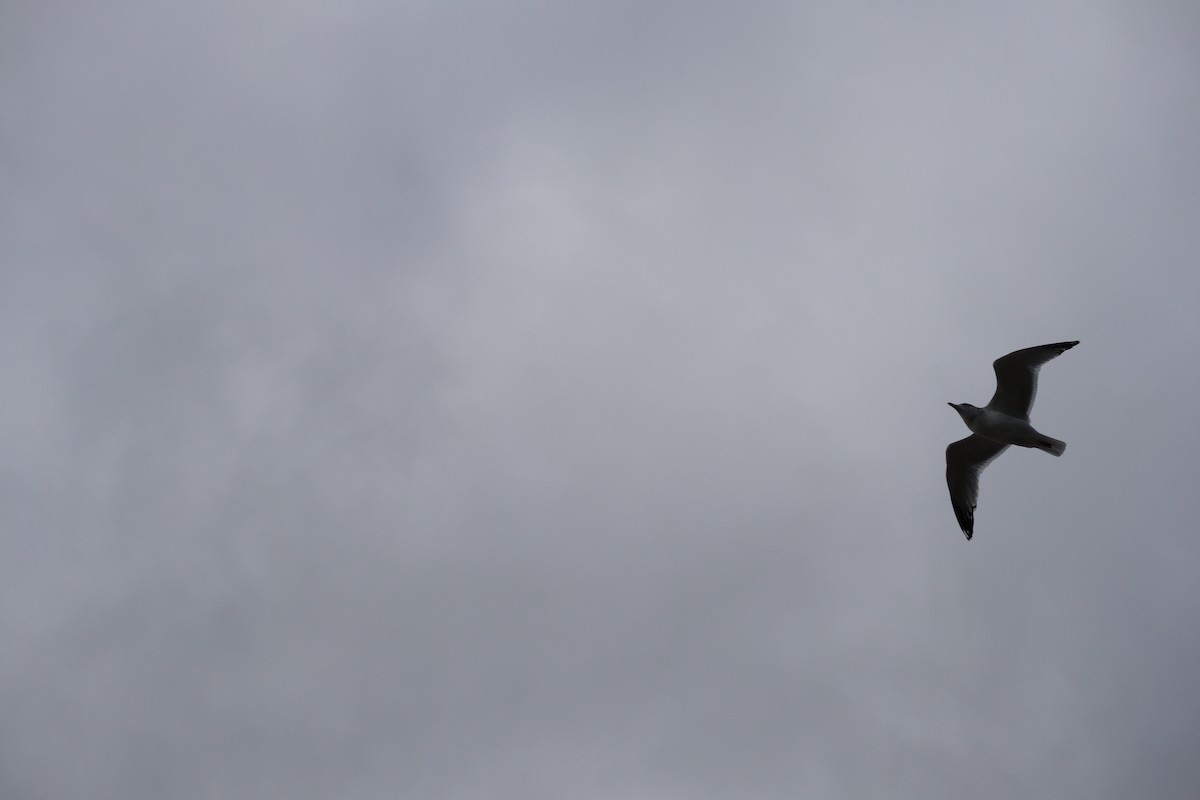 American Herring Gull - ML420300881