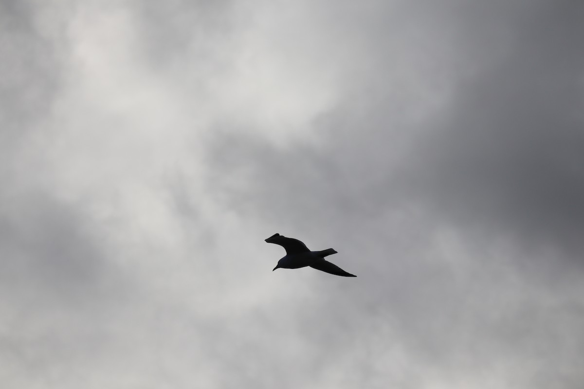 American Herring Gull - ML420300891
