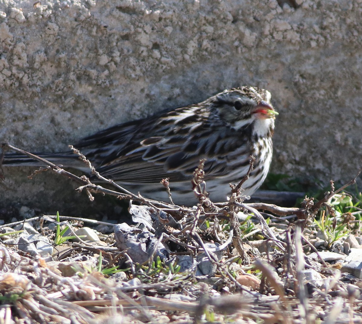 Savannah Sparrow - Gary Graves