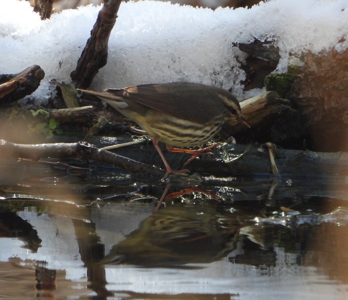 Northern Waterthrush - Jack (Ardent Plover) Doutrich