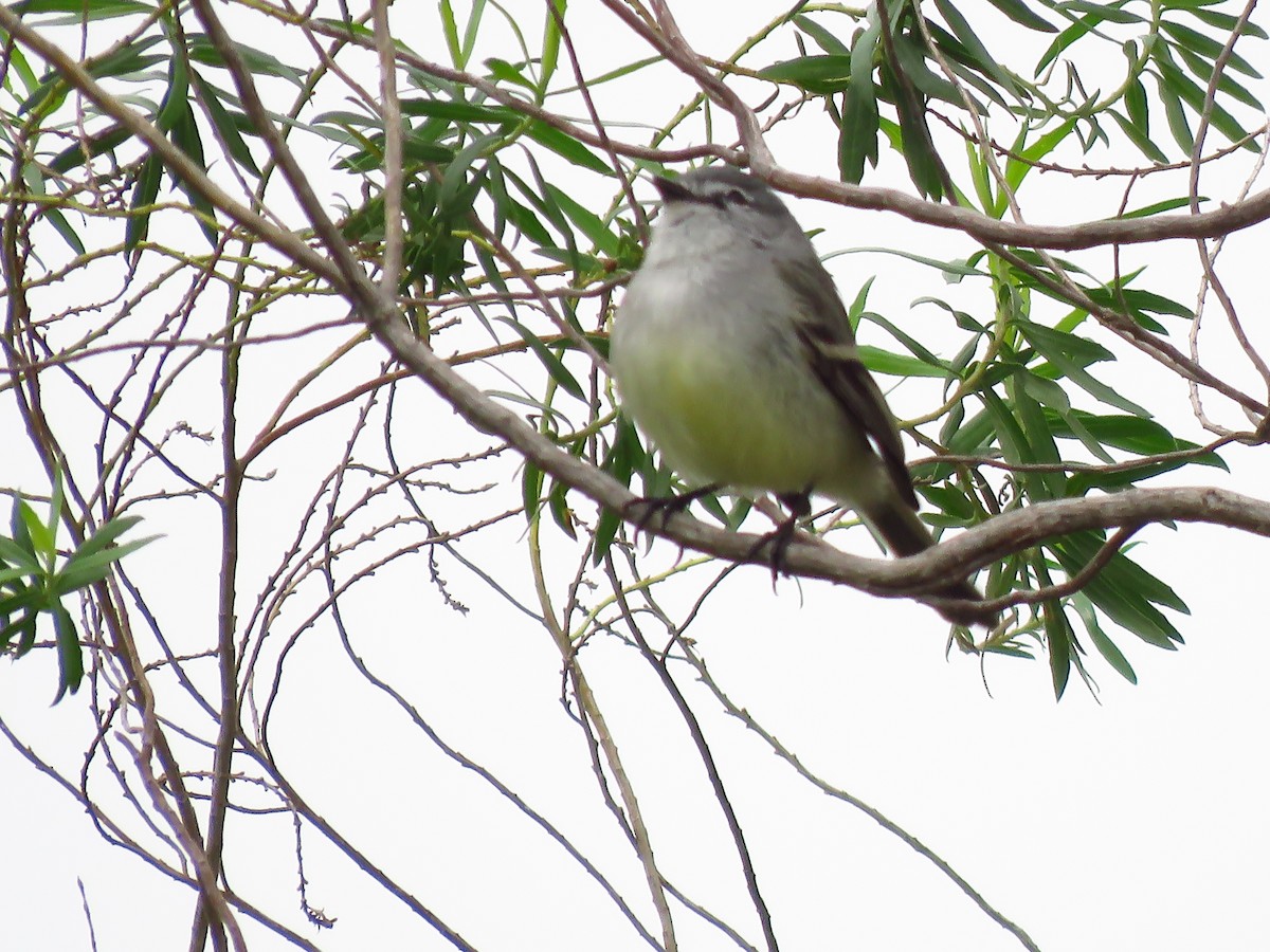 White-crested Tyrannulet (Sulphur-bellied) - Julián Retamoza