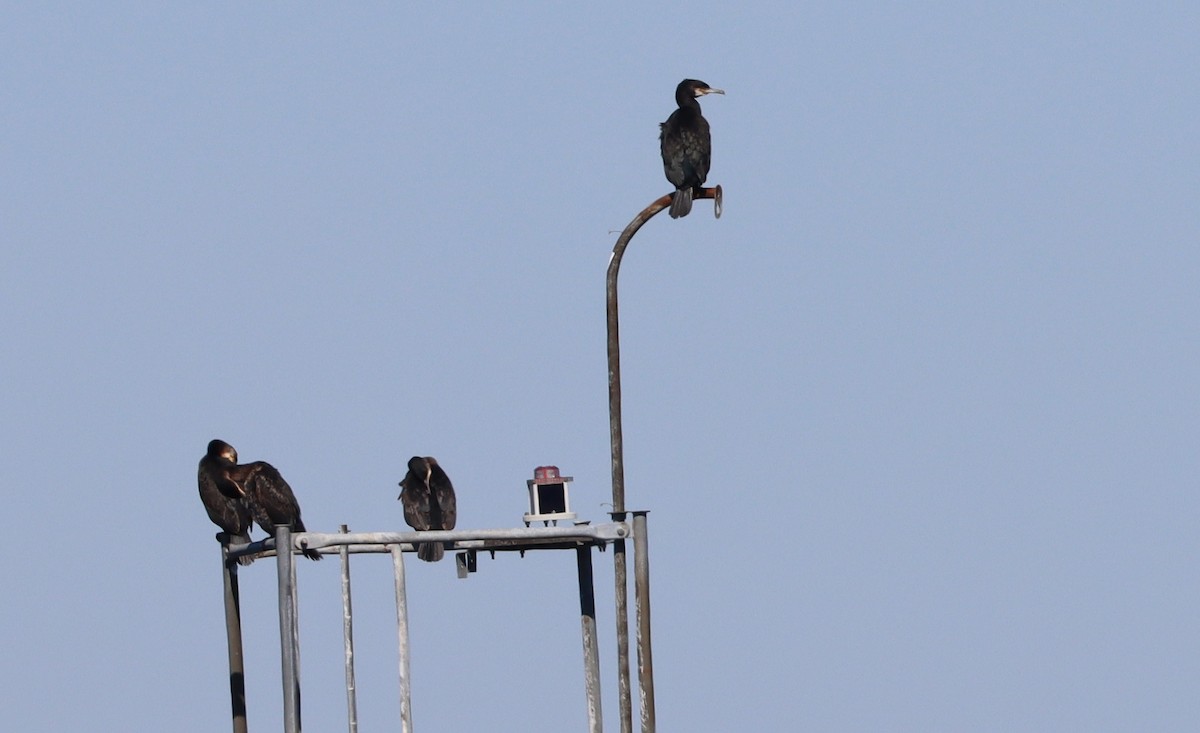 Great Cormorant - ML420303861