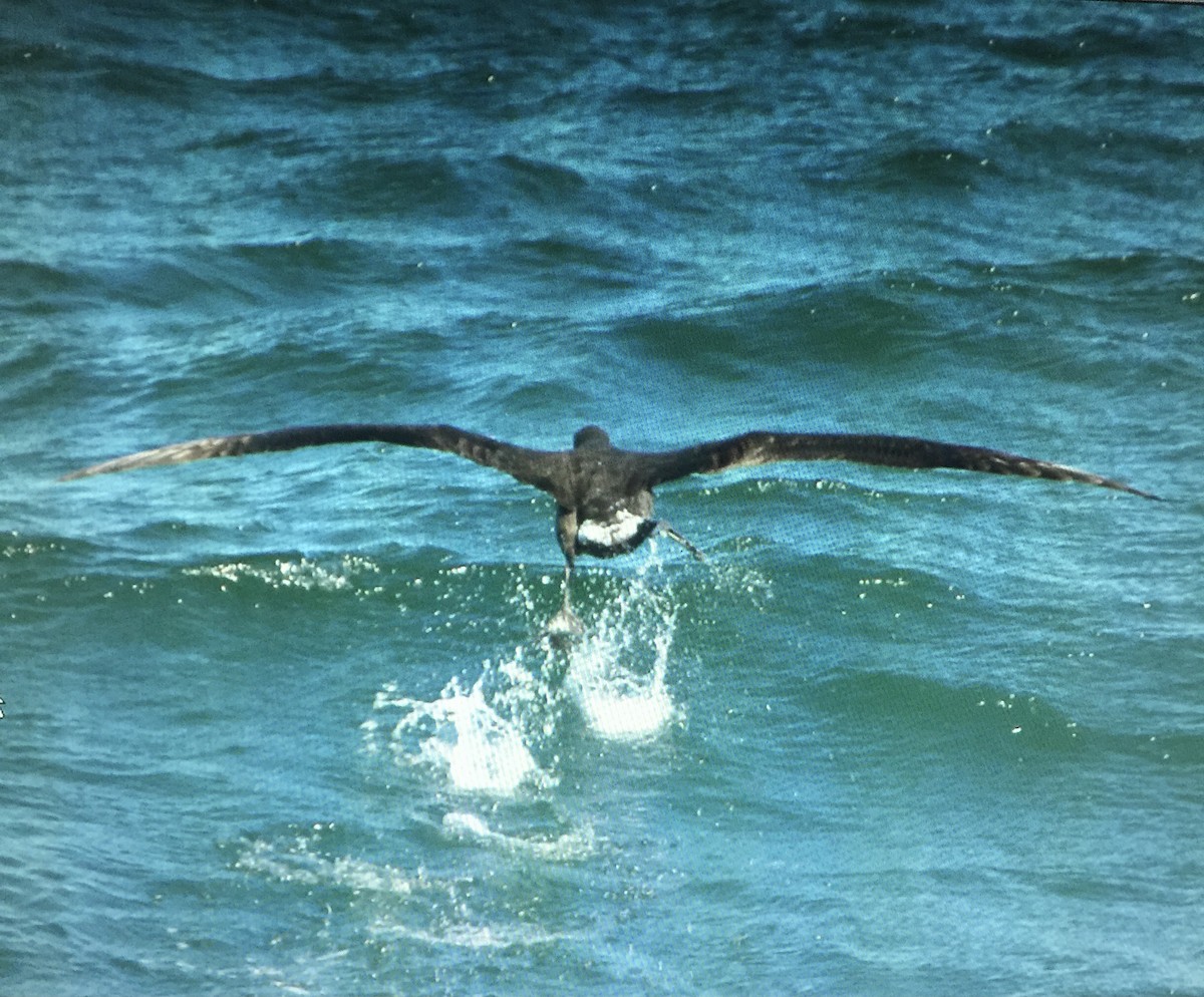 Black-footed Albatross - ML420306051