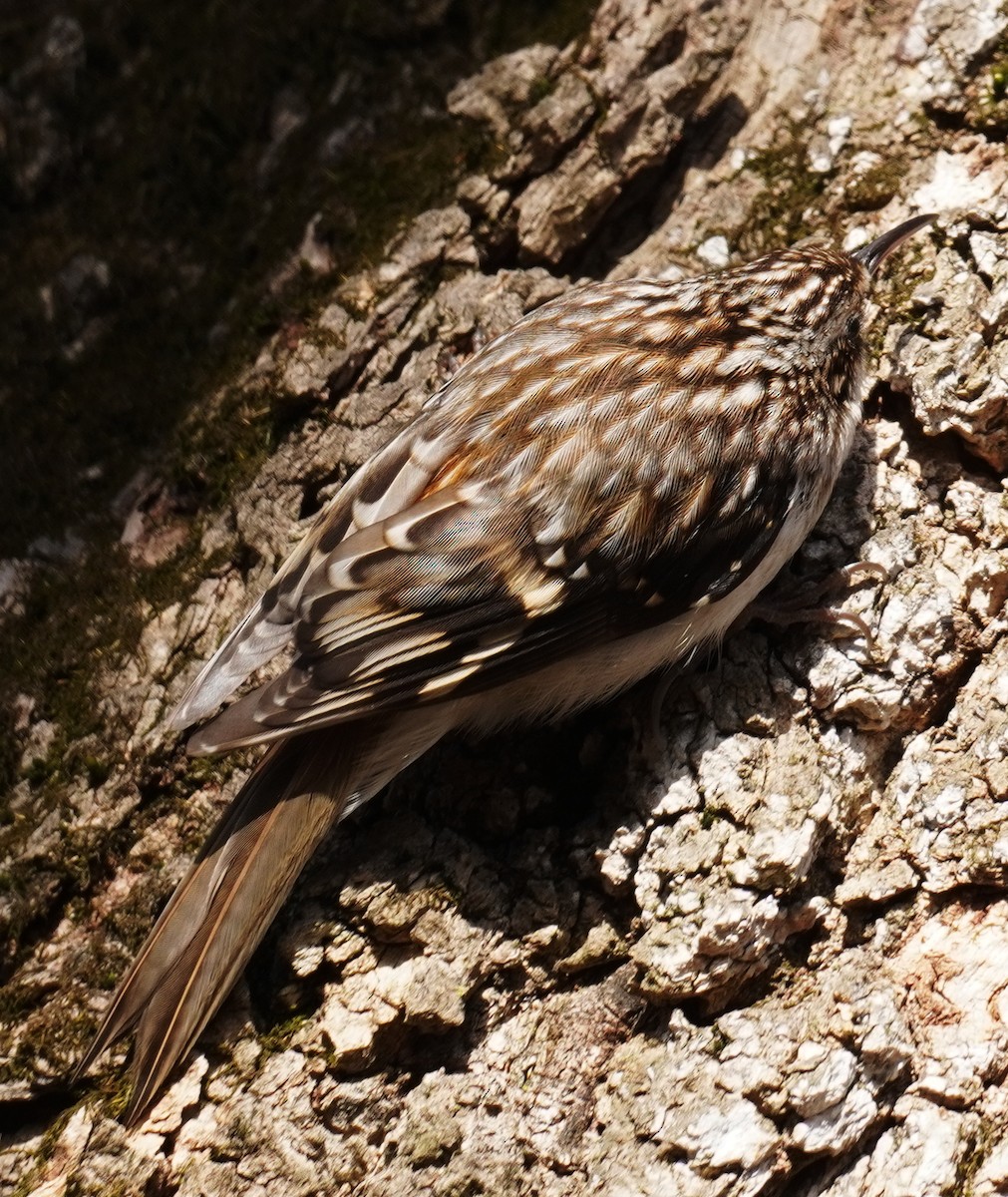 Brown Creeper - ML420307661