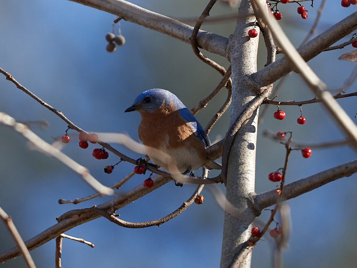 Eastern Bluebird - Jeffrey Payette