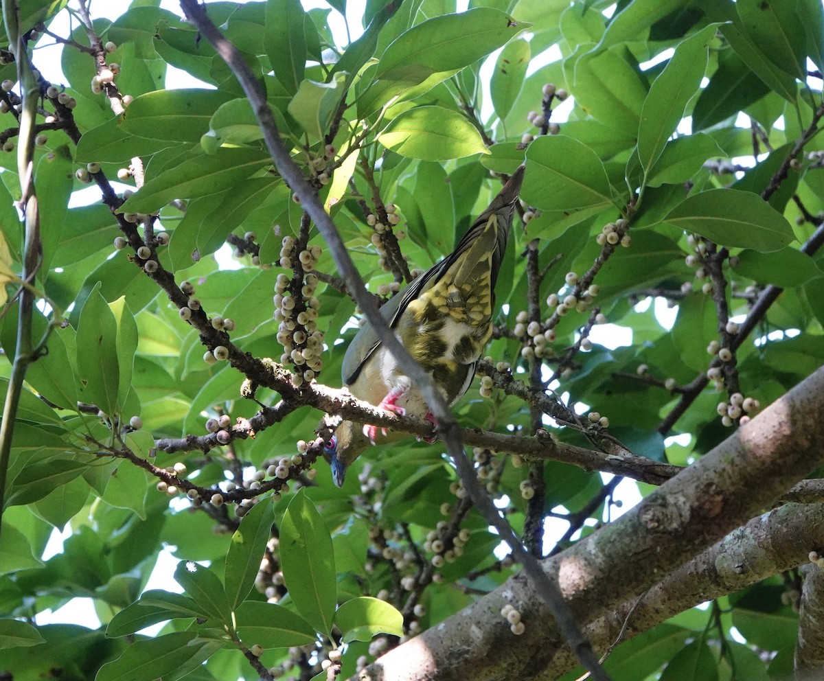 Yellow-vented Green-Pigeon - ML420309201