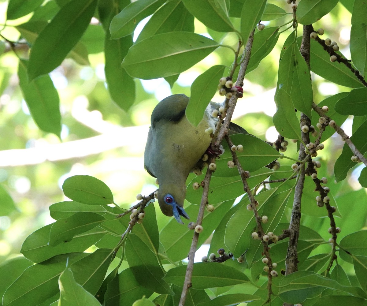 Yellow-vented Green-Pigeon - David Diller