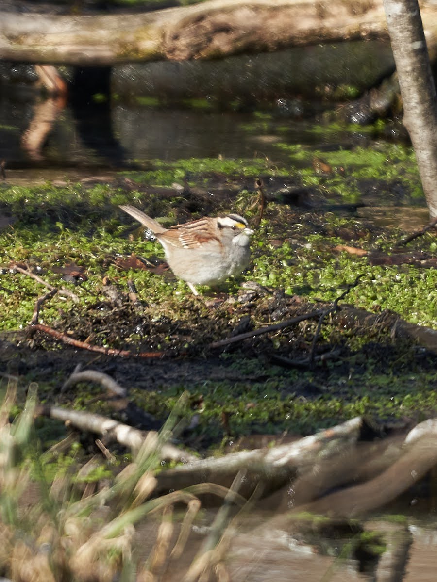 White-throated Sparrow - ML420309681