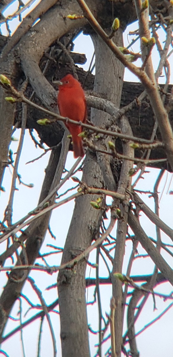 Summer Tanager - ML420309831