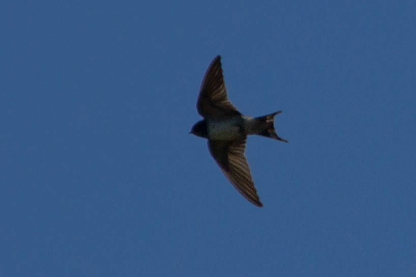Barn Swallow - Lindy Fung