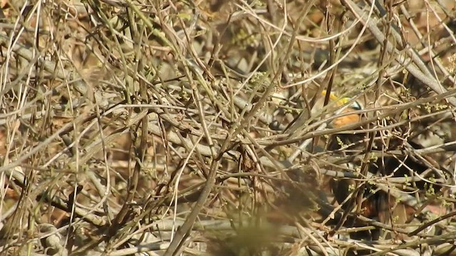 Lesser Ground-Cuckoo - ML420311531