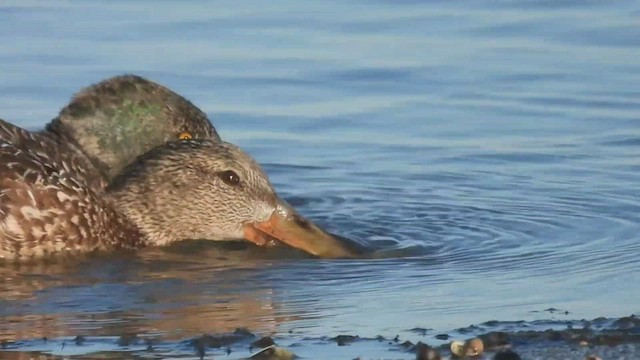 Northern Shoveler - ML420314521