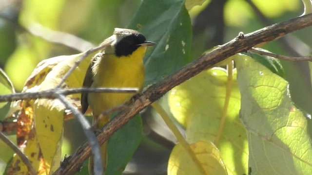 Hooded Yellowthroat - ML420314841