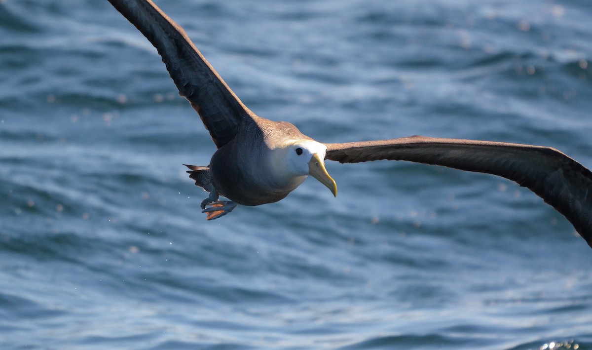 Waved Albatross - Pablo Gutiérrez Maier