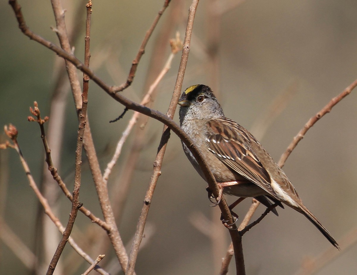 Golden-crowned Sparrow - ML420319431