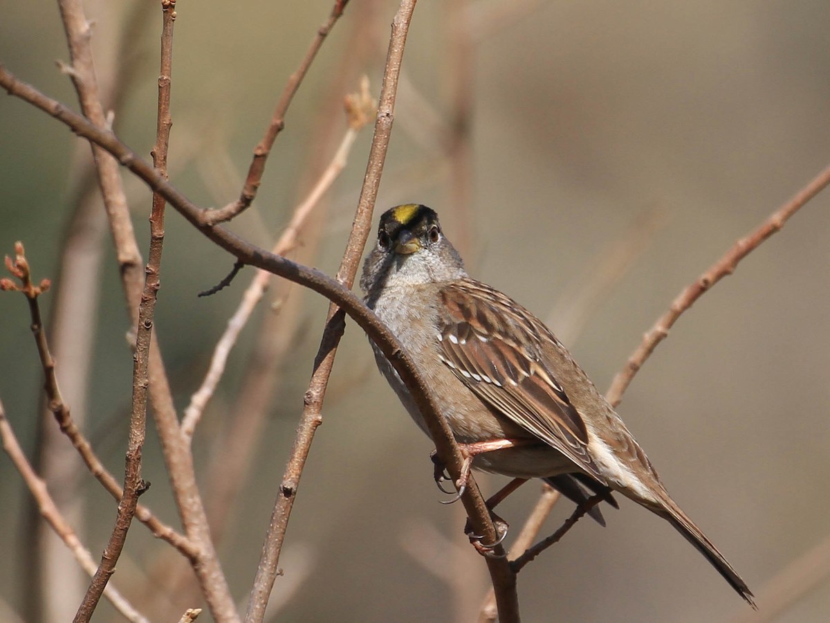 Golden-crowned Sparrow - ML420319441