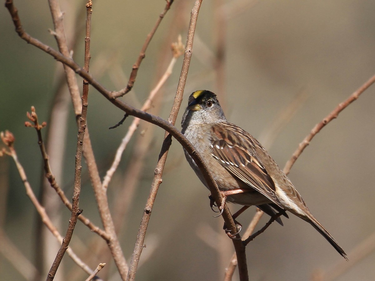Golden-crowned Sparrow - ML420319461