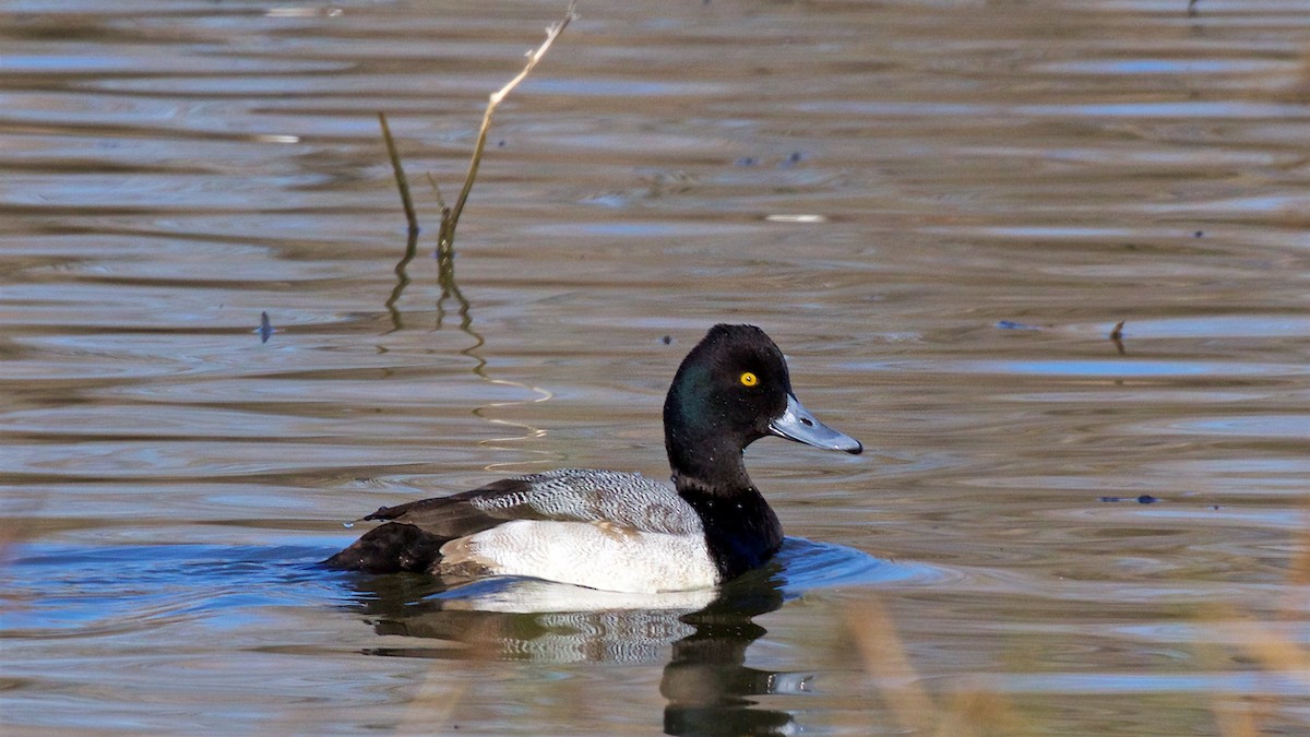 Lesser Scaup - ML420319611