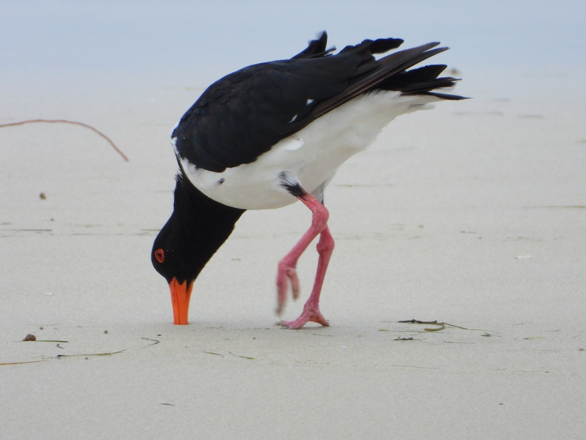 Pied Oystercatcher - troy and karyn zanker