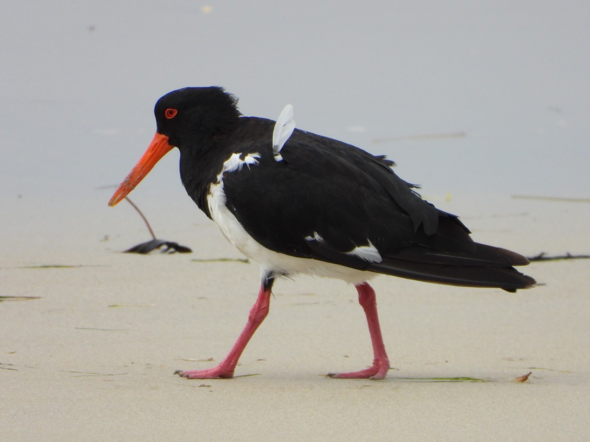 Pied Oystercatcher - ML420321041