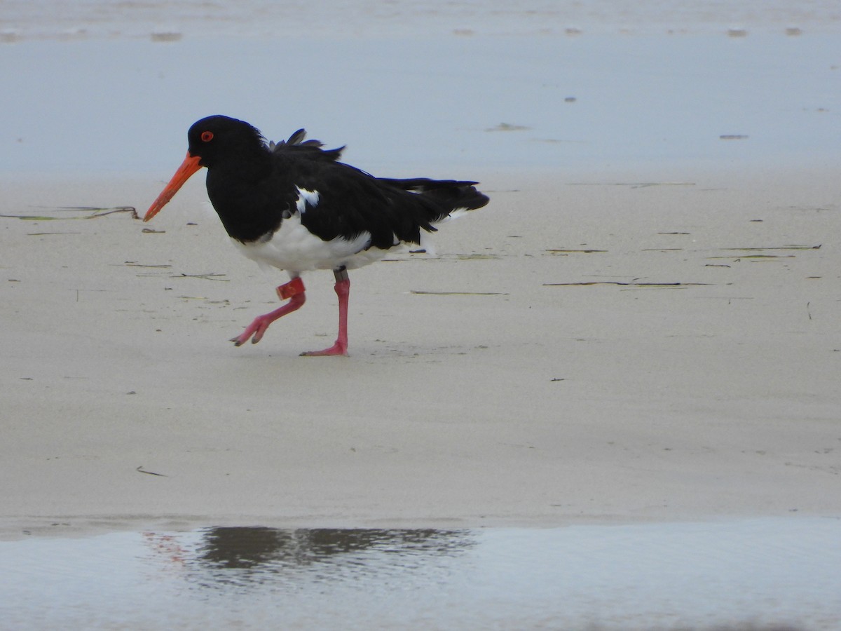 Pied Oystercatcher - ML420321111