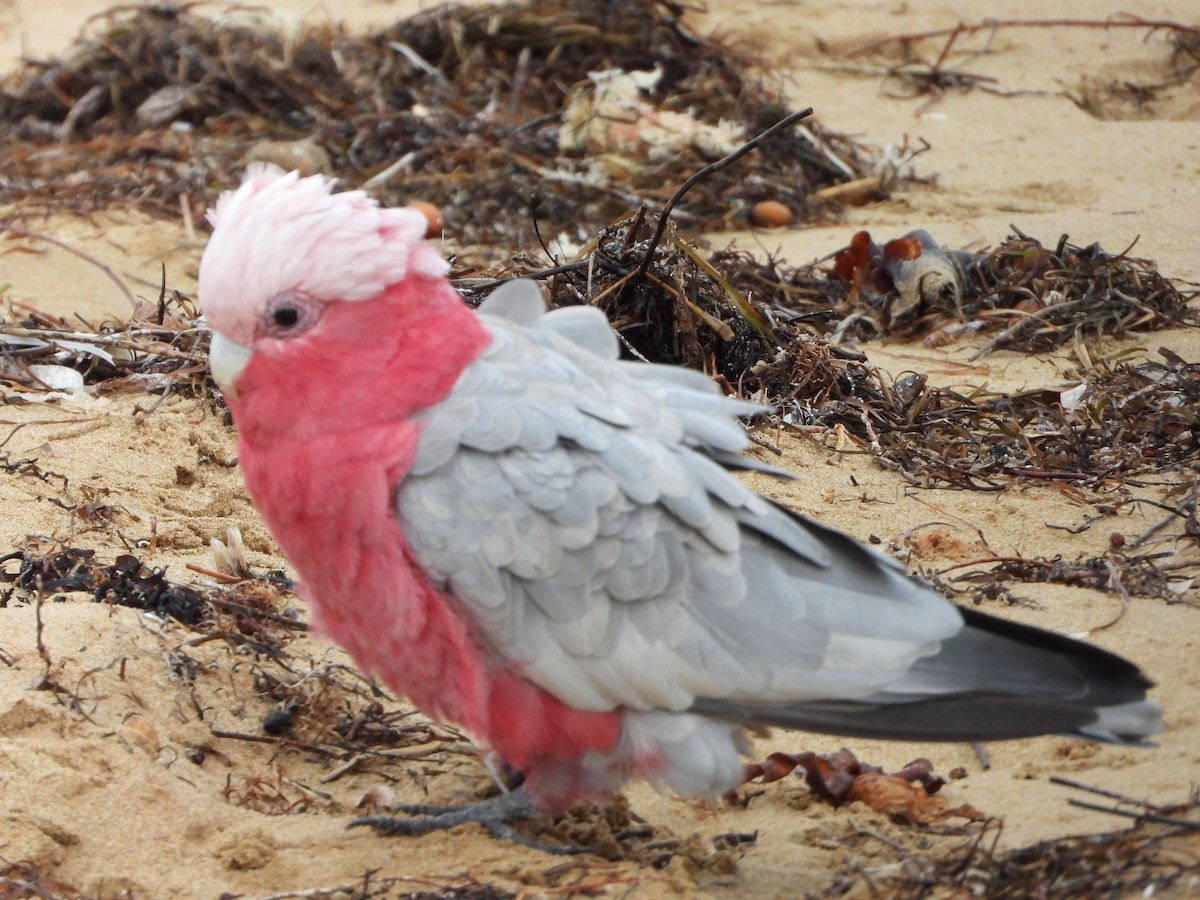 Galah - troy and karyn zanker