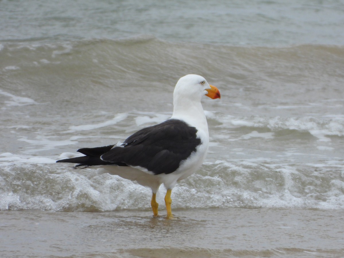 Pacific Gull - troy and karyn zanker