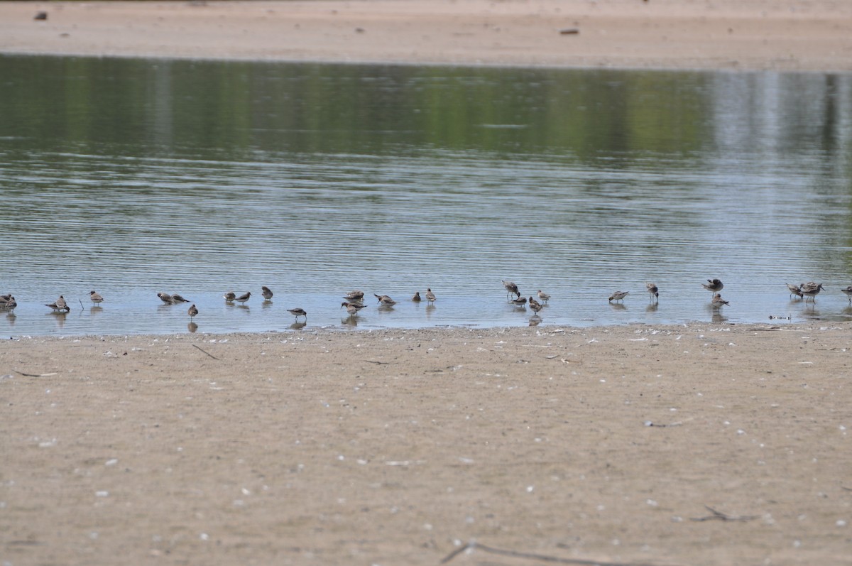 Baird's Sandpiper - ML420321521