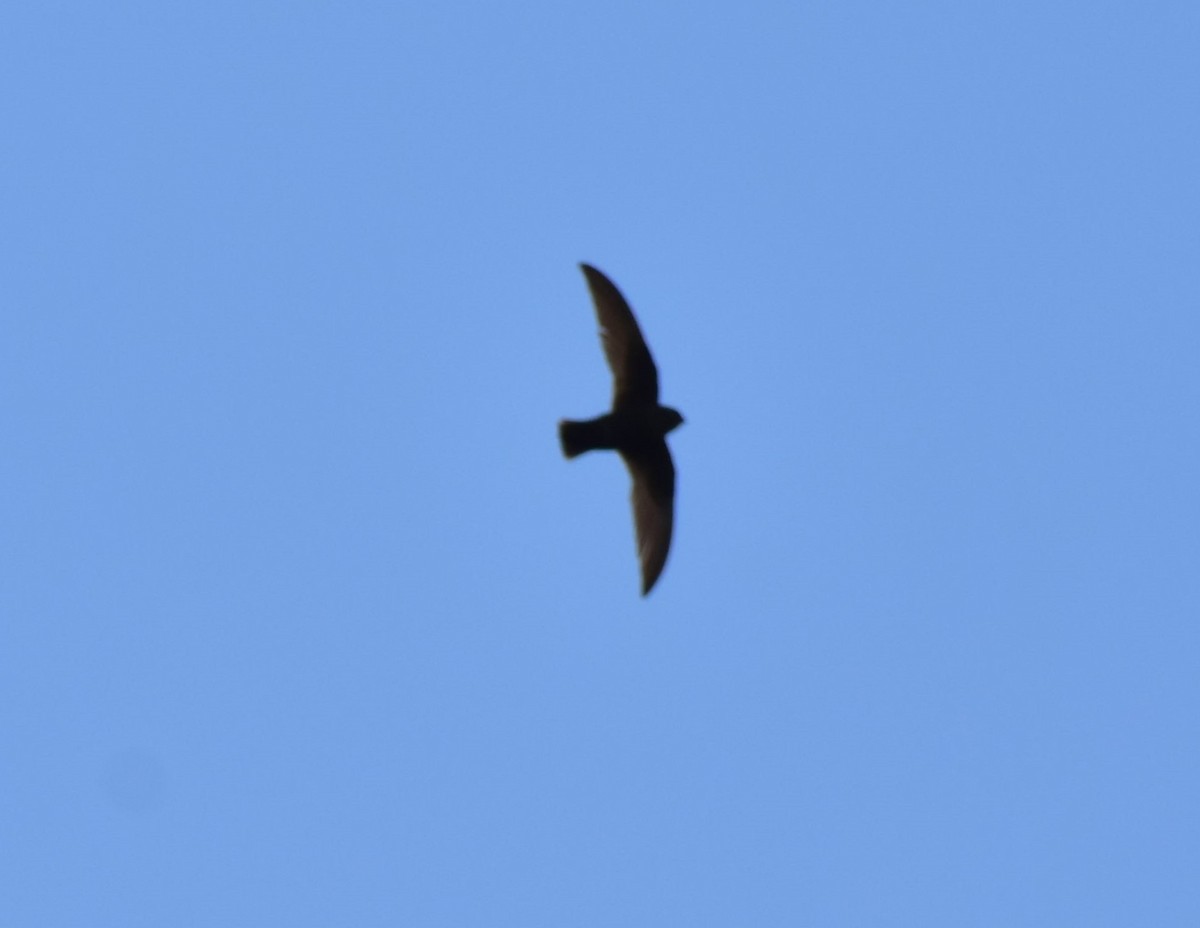 Chestnut-collared Swift - ML420323901