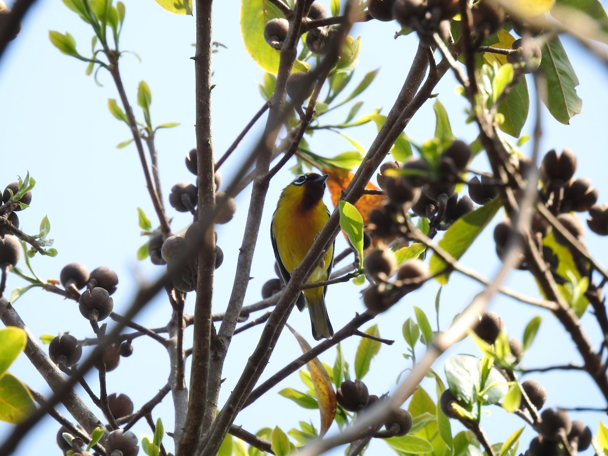 Clicking Shrike-Babbler - Wenyi Zhou