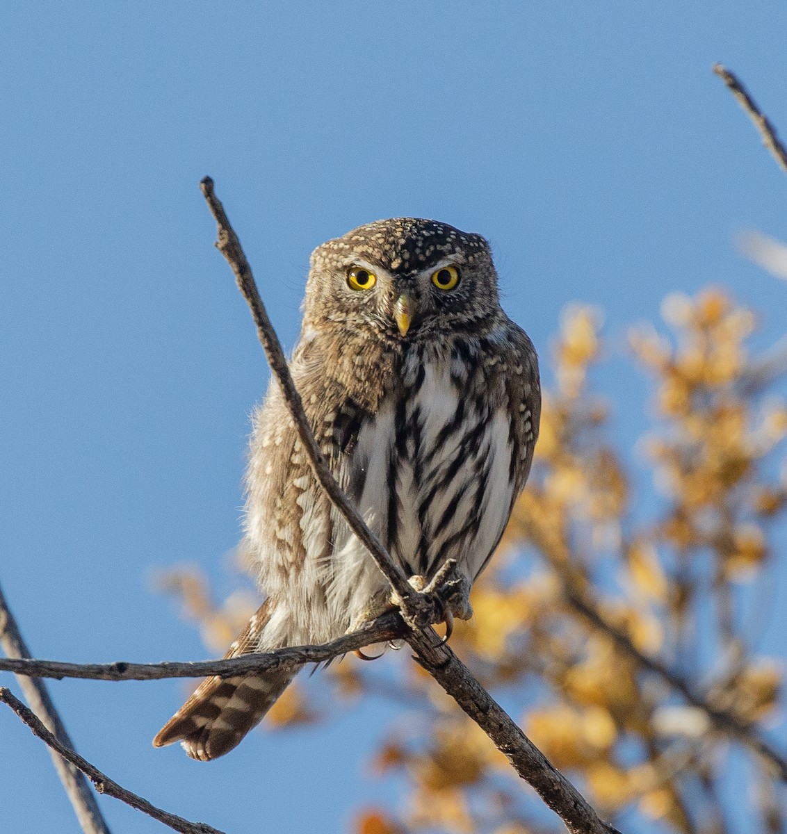 Northern Pygmy-Owl - Skye Haas