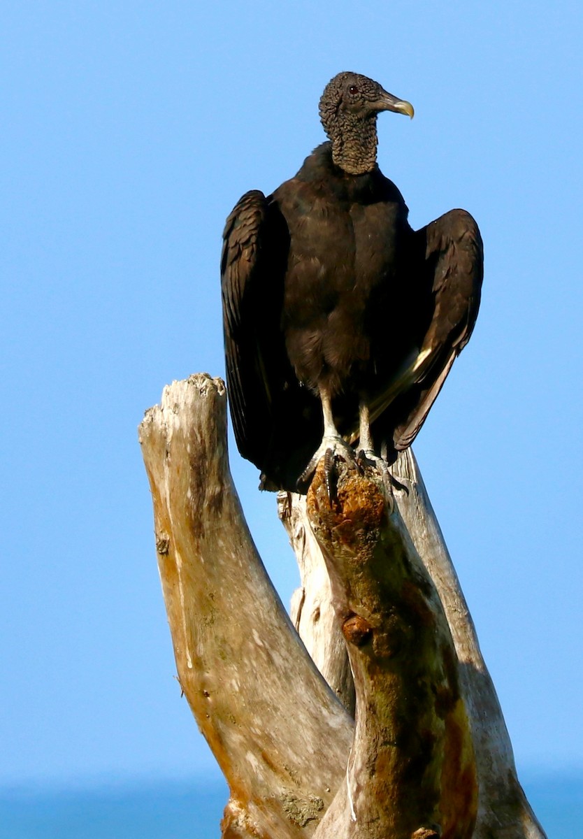 Black Vulture - ML420329141