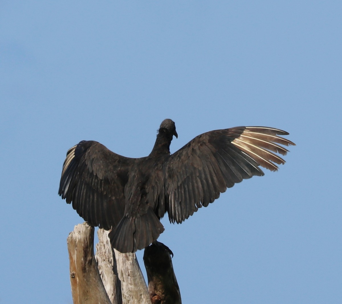 Black Vulture - Paul Morf