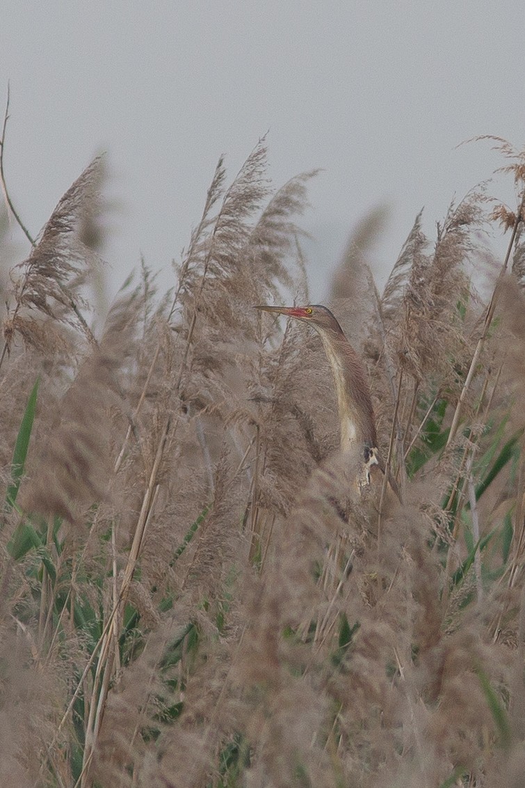 Yellow Bittern - ML420330651