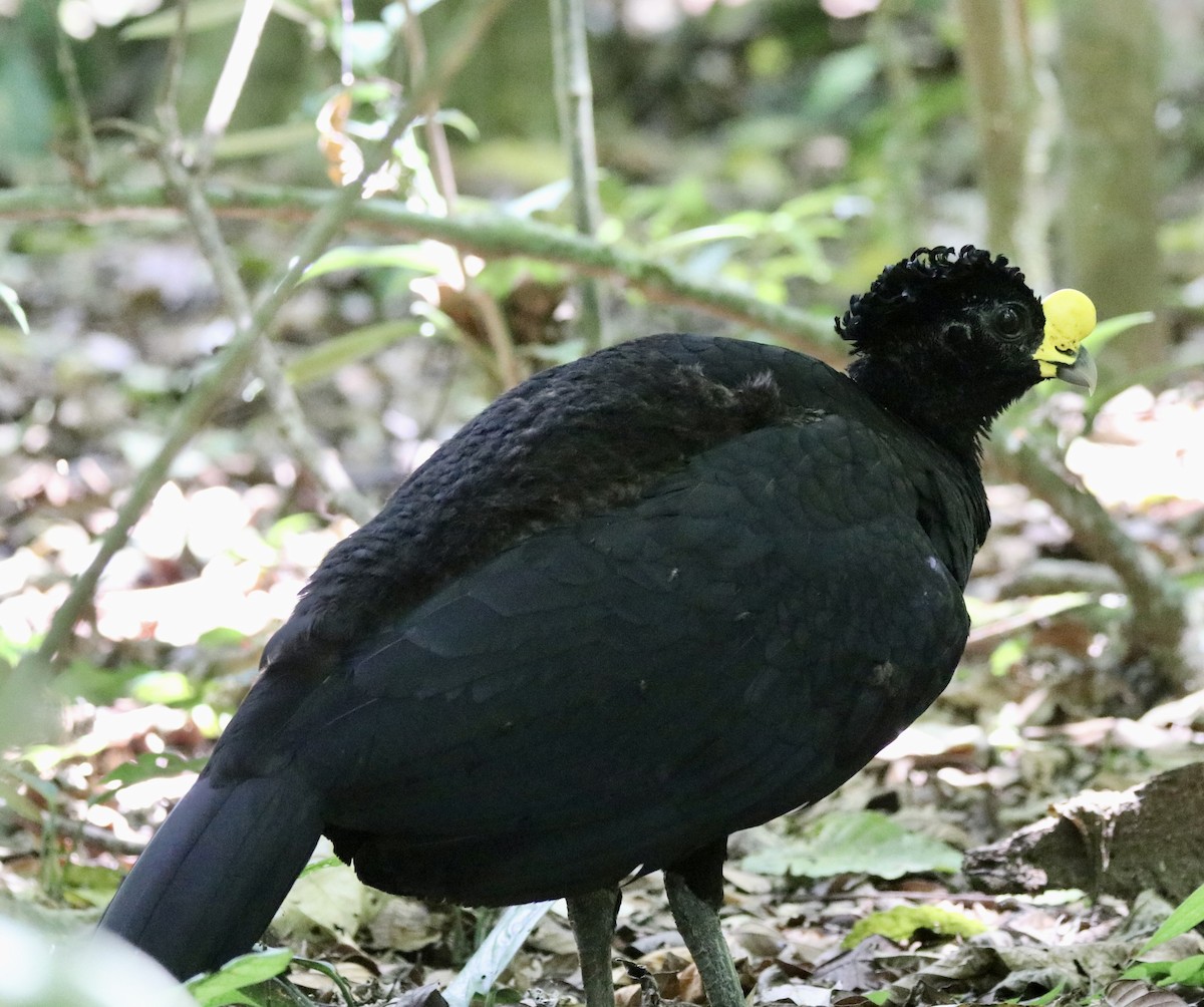 Great Curassow - Paul Morf
