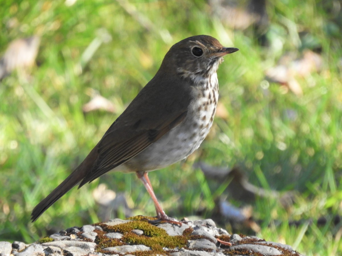 Hermit Thrush - ML420330921