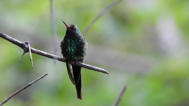 Golden-crowned Emerald - ML420331481