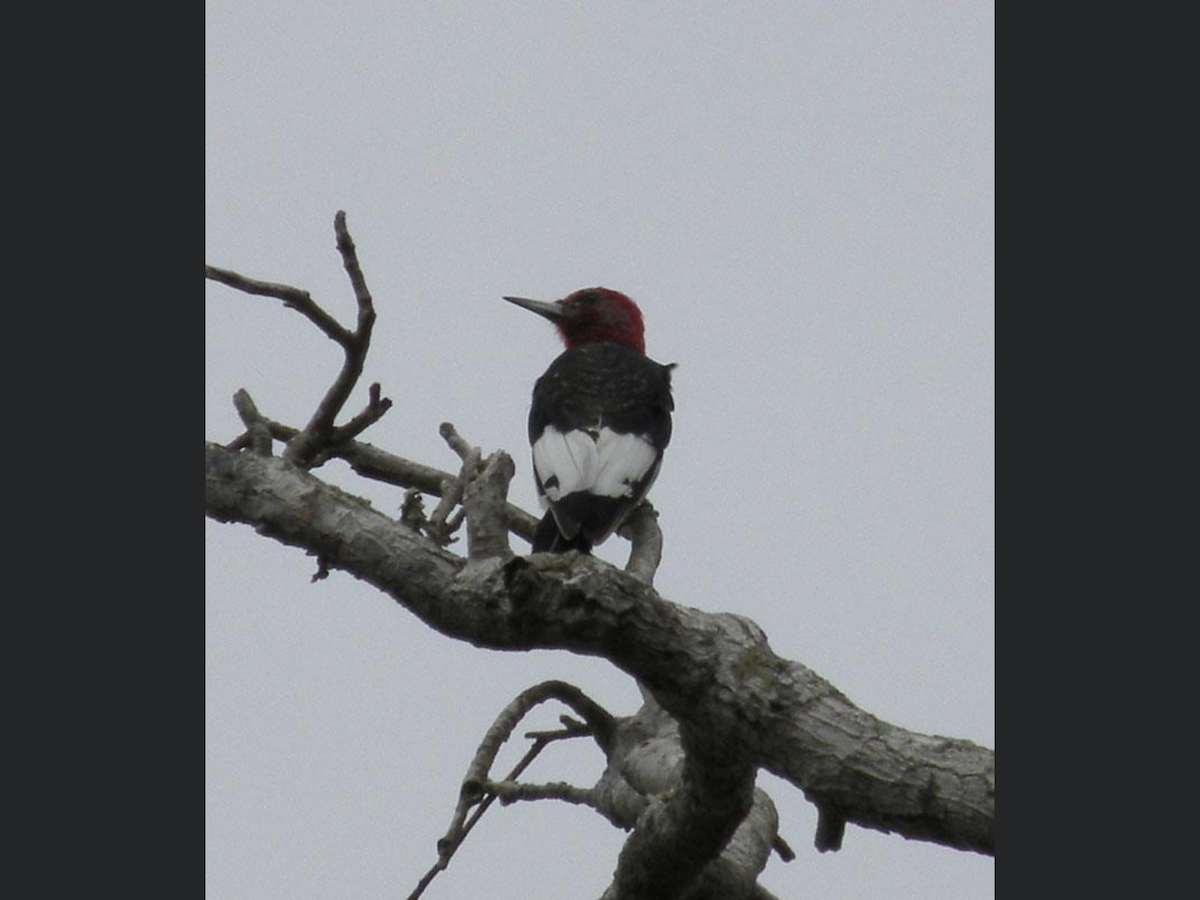 Red-headed Woodpecker - ML420331621