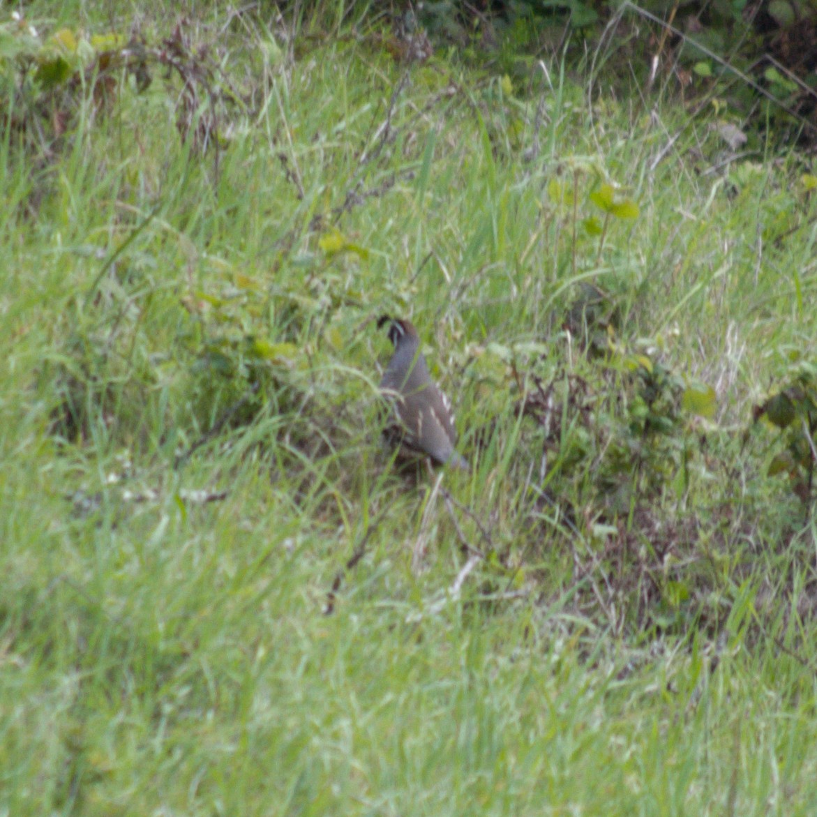 California Quail - Zihan Wei