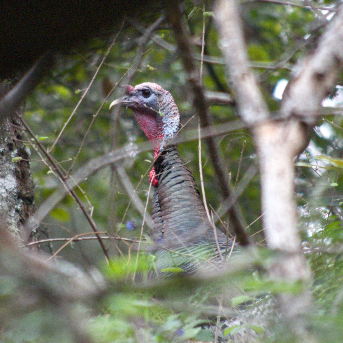 Wild Turkey - ML420332881