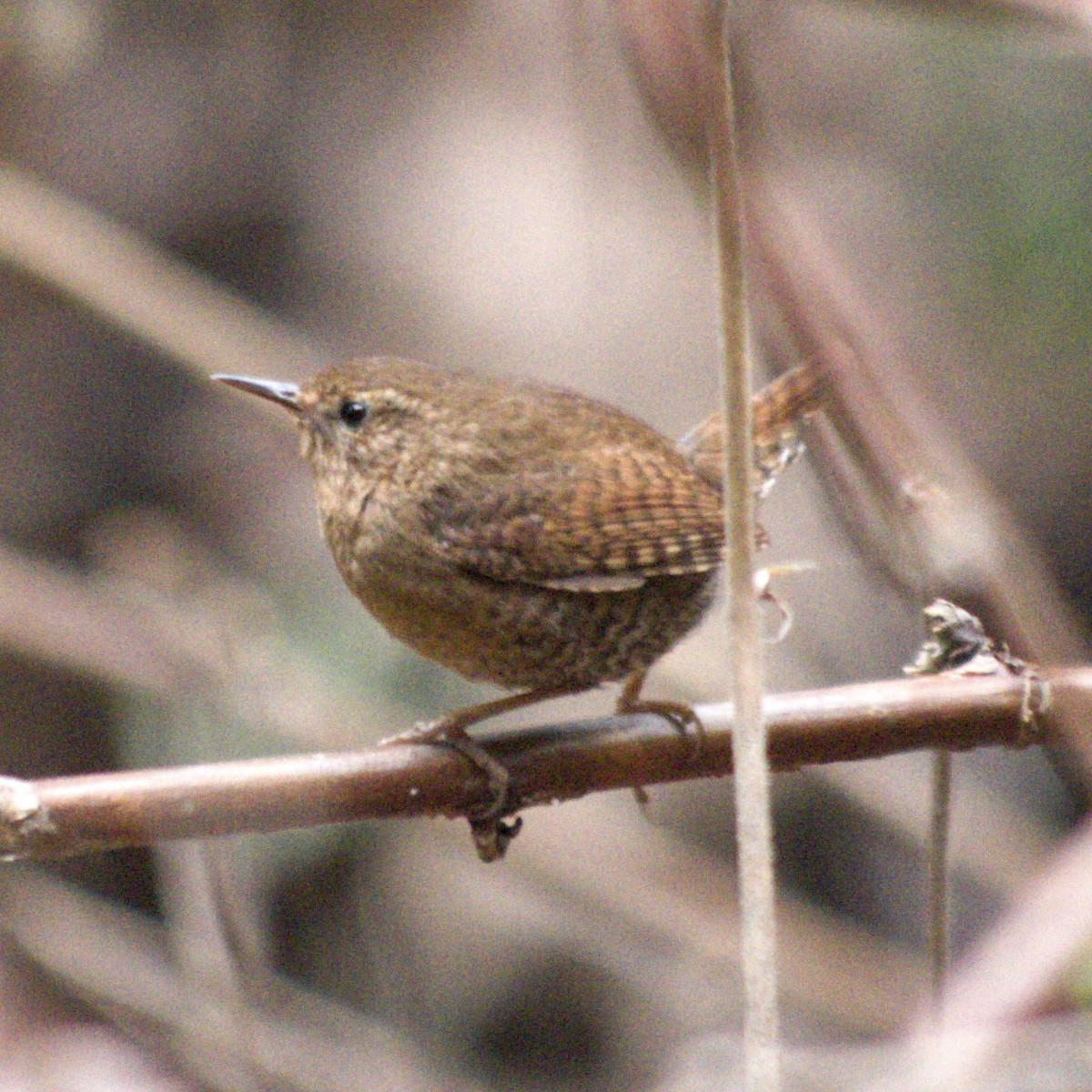 Pacific Wren - ML420332931