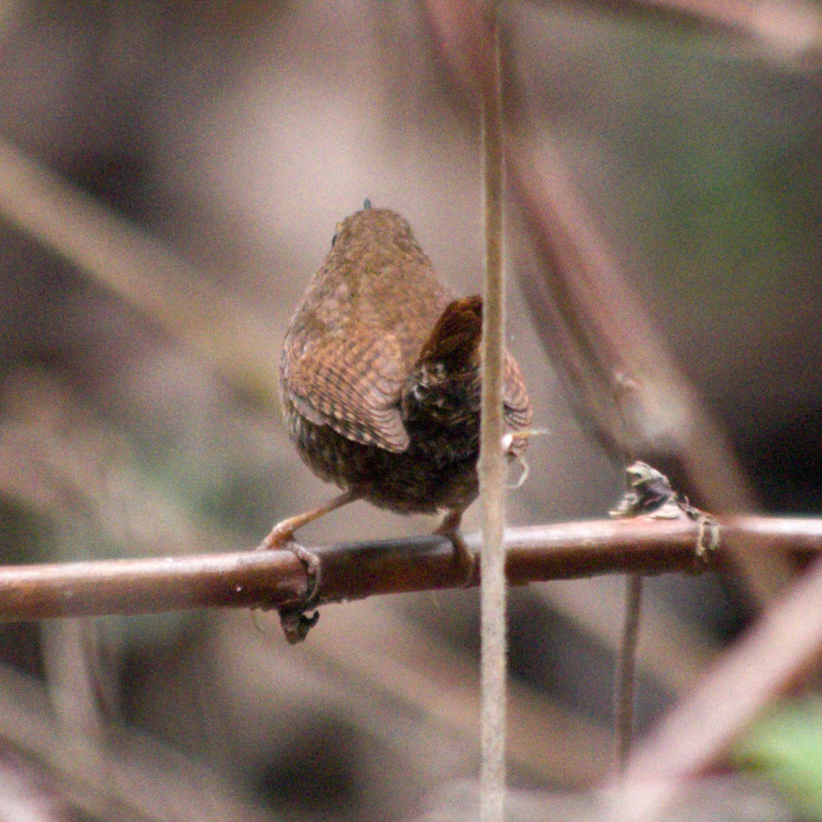 Pacific Wren - ML420332941