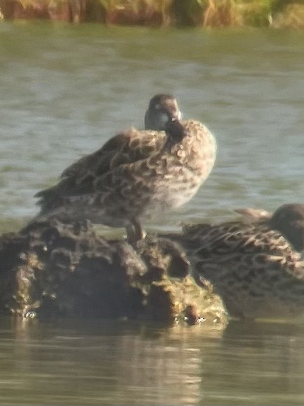 Blue-winged Teal - ML420335811