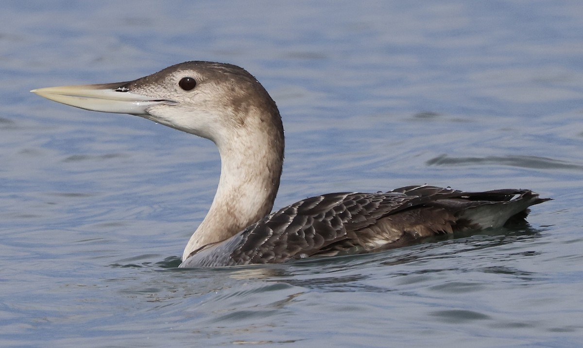 Yellow-billed Loon - Raphael Fennimore