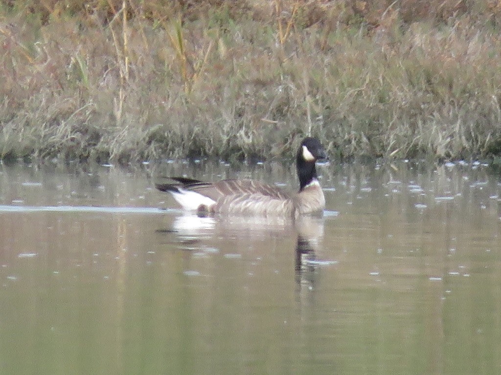 Cackling Goose - Jennifer Rycenga