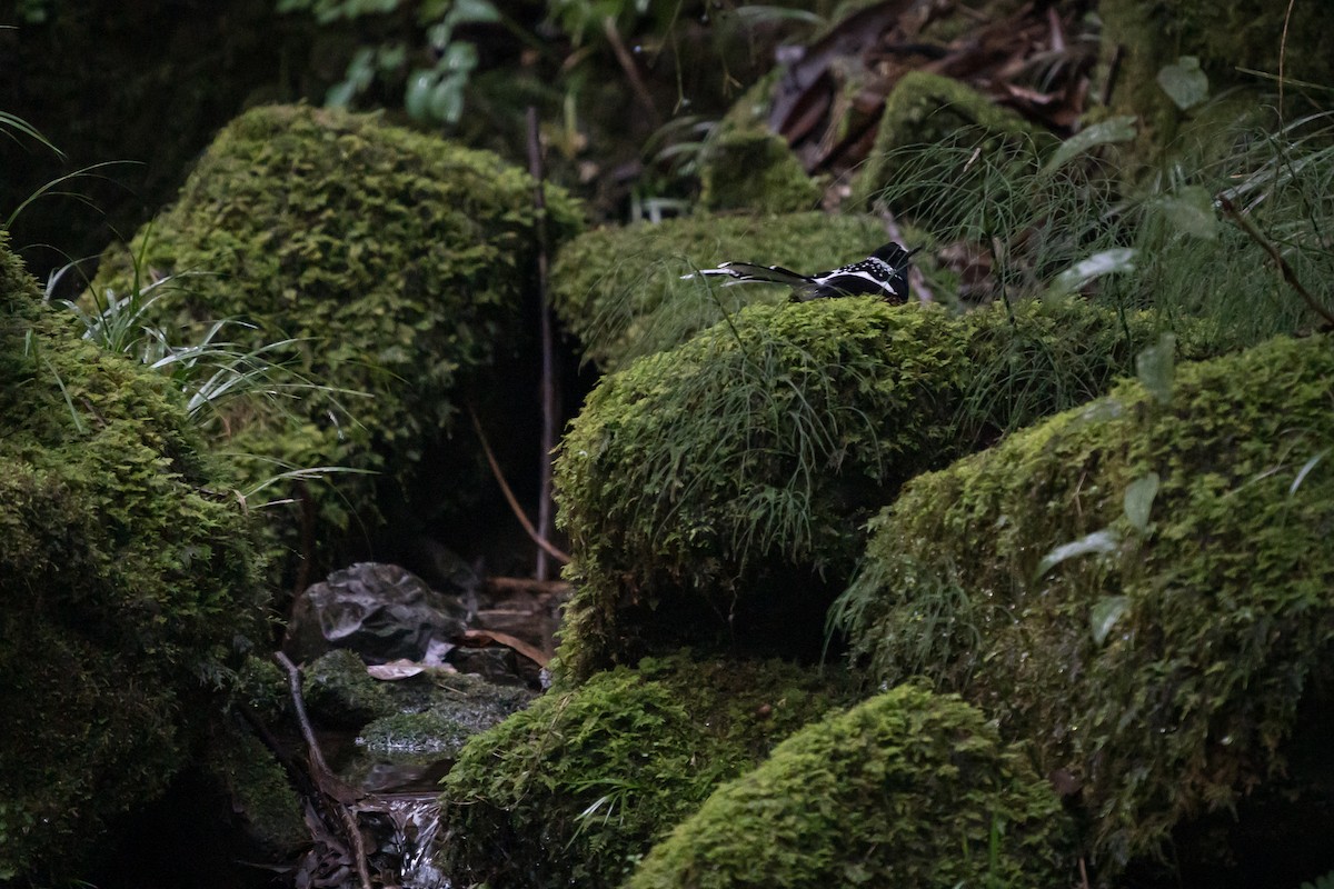 Spotted Forktail - ML420338631