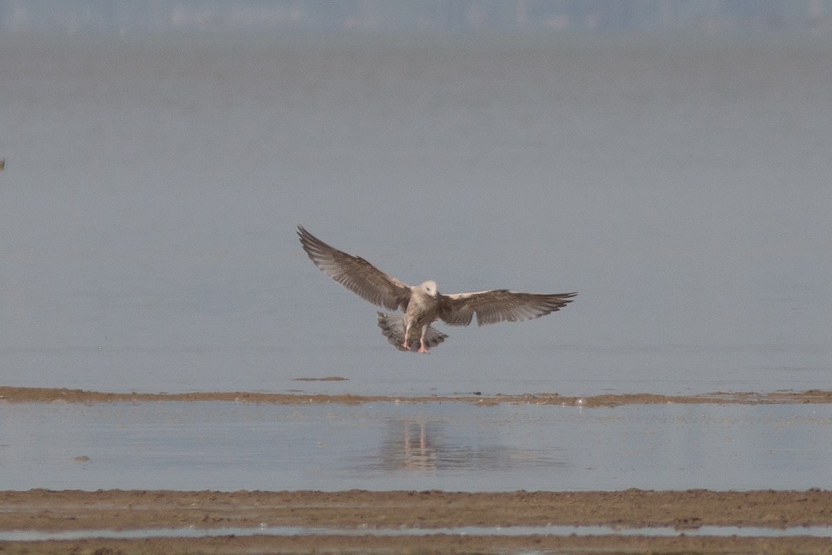 Slaty-backed Gull - ML420338771