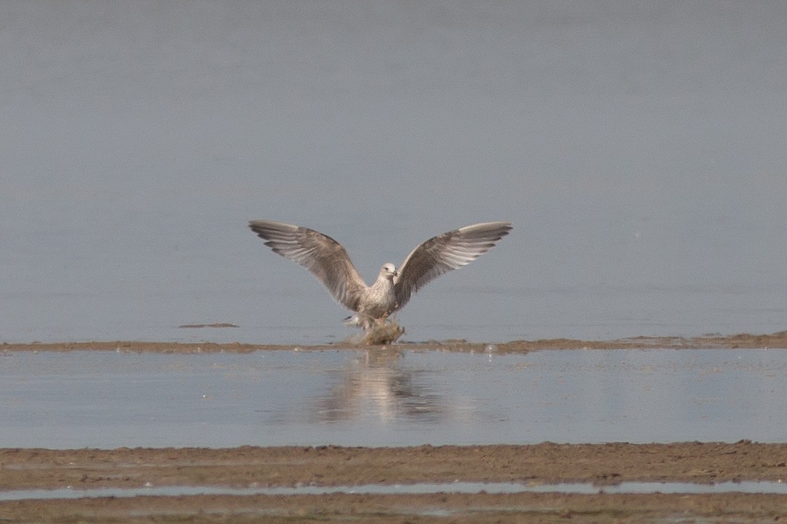 Slaty-backed Gull - ML420338781