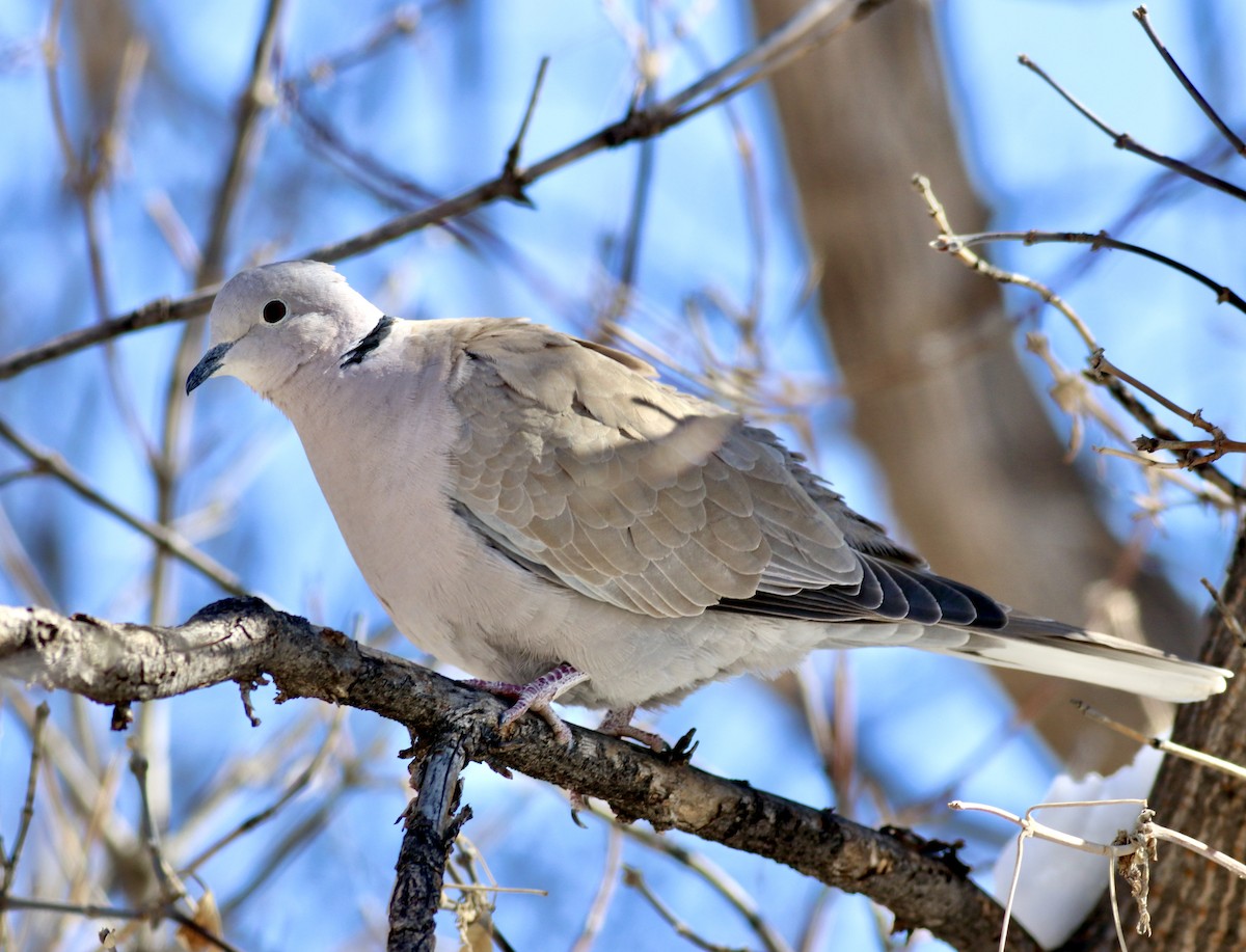 Eurasian Collared-Dove - Charlie   Nims